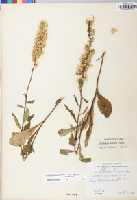 Solidago erecta image