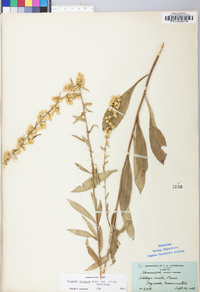 Solidago erecta image