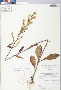 Solidago erecta image