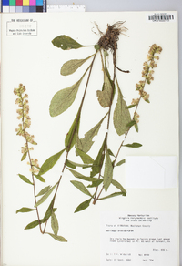 Solidago erecta image