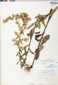 Solidago erecta image