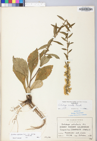 Solidago erecta image