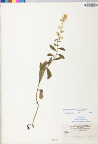 Solidago erecta image