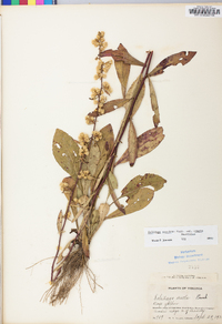 Solidago erecta image