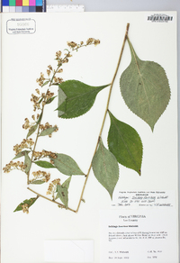 Solidago faucibus image