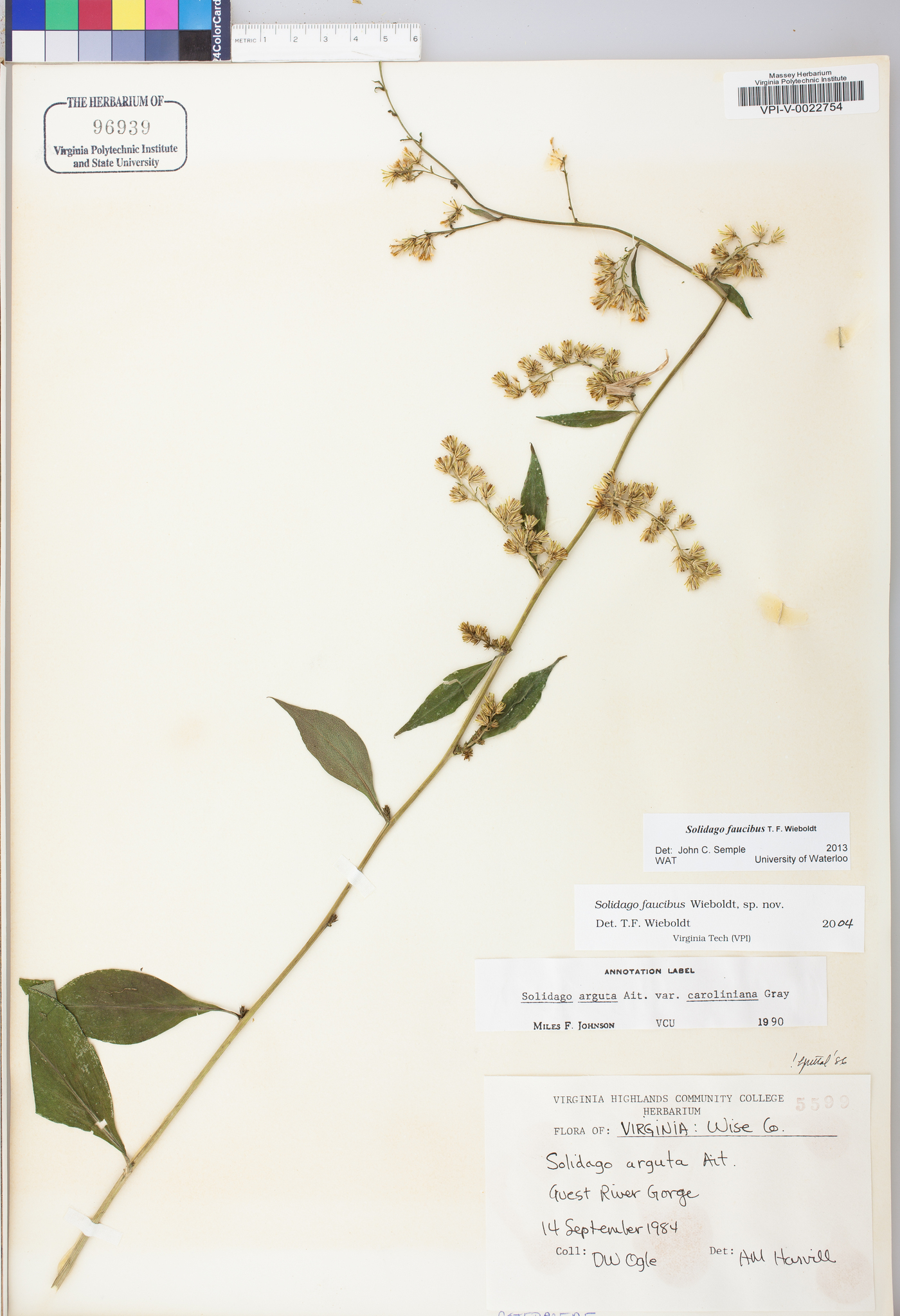 Solidago faucibus image