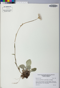 Antennaria parlinii subsp. fallax image