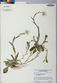 Antennaria parlinii subsp. parlinii image