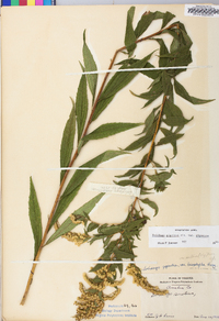 Solidago gigantea var. gigantea image