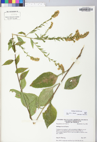 Solidago harrisii image