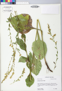 Solidago harrisii image