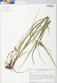 Carex intumescens var. fernaldii image