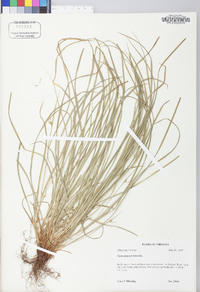 Carex jamesii image