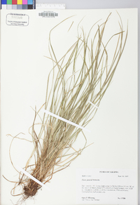 Carex jamesii image