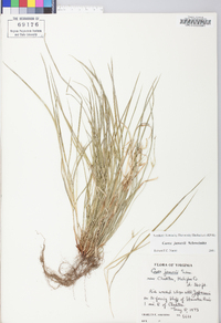 Carex jamesii image