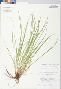 Carex jamesii image