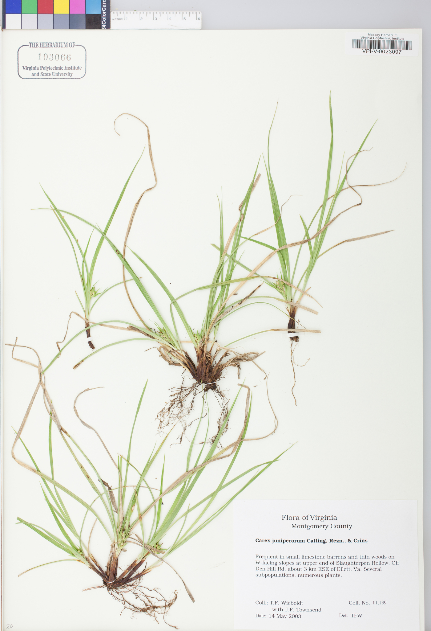 Carex juniperorum image