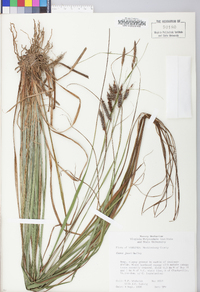 Carex joorii image