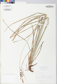 Carex joorii image