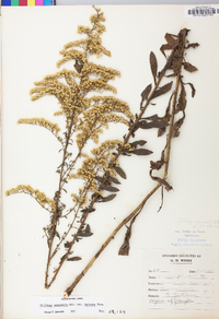 Solidago nemoralis var. haleana image