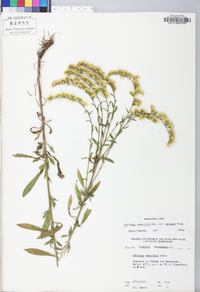 Solidago nemoralis var. haleana image