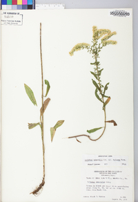 Solidago nemoralis var. haleana image