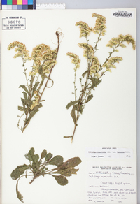 Solidago nemoralis var. haleana image