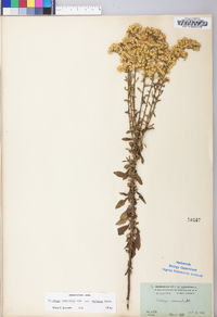 Solidago nemoralis var. haleana image