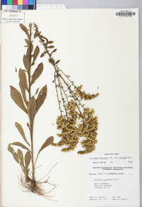 Solidago nemoralis var. haleana image