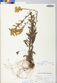 Solidago nemoralis var. haleana image