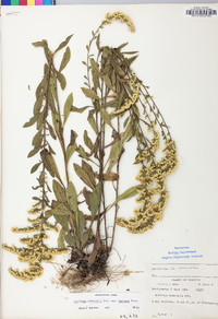 Solidago nemoralis var. haleana image