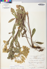 Solidago nemoralis var. haleana image