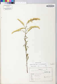 Solidago nemoralis var. haleana image