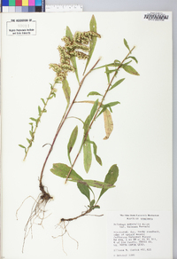 Solidago nemoralis var. haleana image