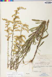 Solidago nemoralis var. haleana image