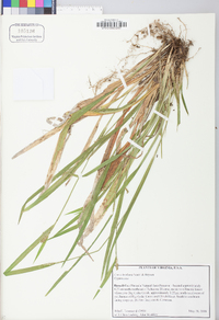 Carex kraliana image