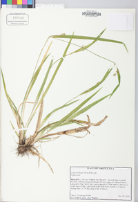 Carex kraliana image