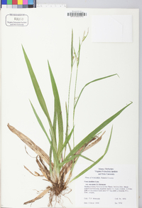 Carex kraliana image