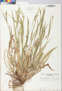 Carex kraliana image