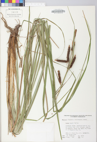 Carex joorii image