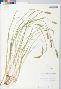 Carex laevivaginata image