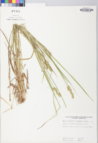 Carex laevivaginata image