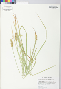 Carex laevivaginata image