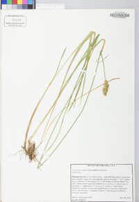 Carex laevivaginata image