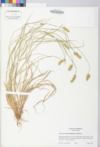 Carex laevivaginata image