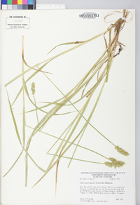 Carex laevivaginata image