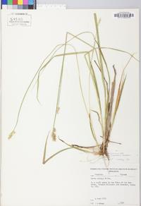 Carex laevivaginata image