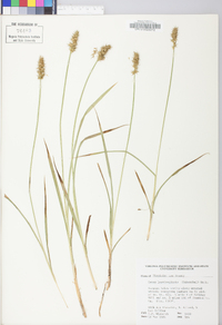 Carex laevivaginata image