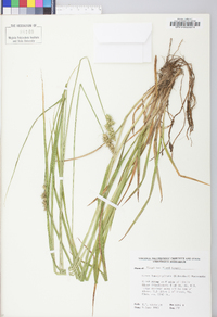 Carex laevivaginata image