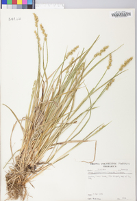 Carex laevivaginata image